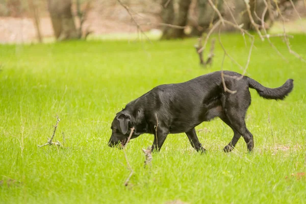 Zwarte Labrador Retriever Hond Zoek Naar Het Groene Gras — Stockfoto