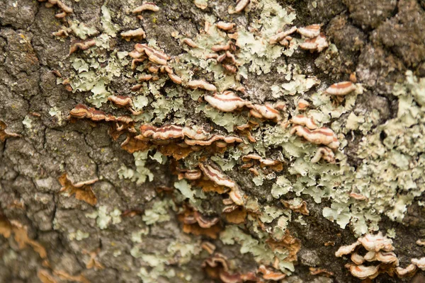 Abstrakcyjne Tło Korony Drzewa Teksturowanej Szorstkiej Powierzchni Pokrytej Warstwą Spermy — Zdjęcie stockowe