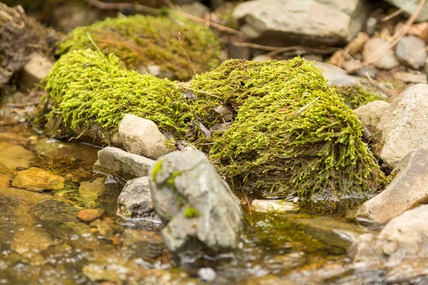 Πράσινα Βρύα Που Φυτρώνουν Ένα Βράχο Κοντά Ένα Μικρό Ορεινό — Φωτογραφία Αρχείου