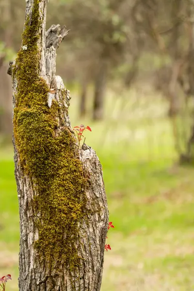 Старый Пень Дерева Дающий Жизнь Мху Другим Растениям — стоковое фото