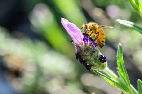 ラベンダーの花に黄色いミツバチの着陸 — ストック写真