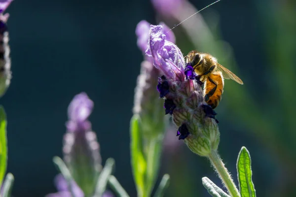 蜜を紫色の花のラベンダーに受粉させるミツバチ — ストック写真