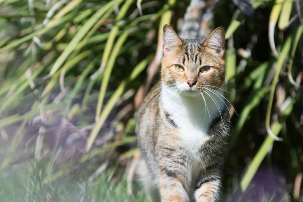House Cat Sneaking Back Yard Bushes — Stock Photo, Image