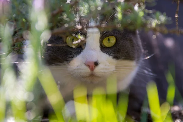 灰白色的家猫躲在后院的植物里 — 图库照片