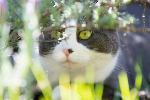 Hermoso Gato Doméstico Gris Blanco Sentado Emboscada Plantas Verdes Mirando — Foto de Stock