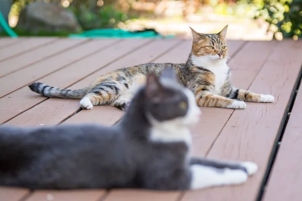 Dvě Kočky Odpočívající Spolu Verandě — Stock fotografie