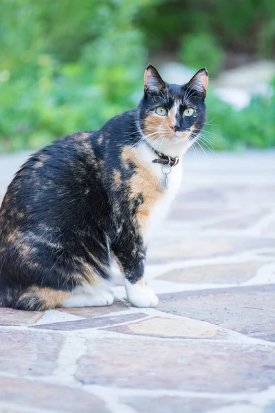 Tekir Bir Kedinin Yoğun Bakışı — Stok fotoğraf