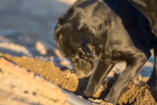 Zwarte Labrador Retriever Hond Graven Van Een Gat — Stockfoto