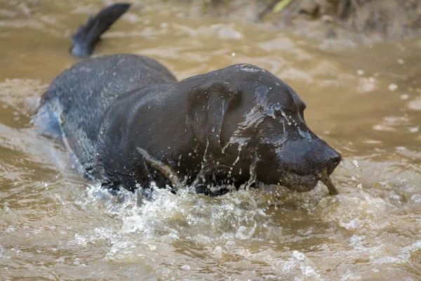 Negro Labrador Retriever Perro Nadando Persiguiendo Palo —  Fotos de Stock