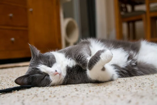 Graue Weiße Katze Schläft Mit Spielzeug Auf Teppich — Stockfoto