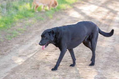 Eski çikolatalı labrador av köpeği yürüyüşü