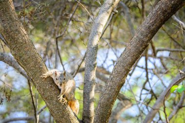 Bir sincap alarmı ve ağaçta asılı..