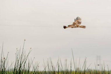 Hawk bataklık üzerinde alçaktan uçuyor..