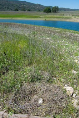 Berryessa Gölü mavi gökyüzü yaz Kaliforniya