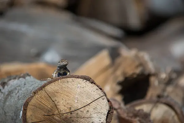 Kleine Eidechse Sitzt Freien Auf Baumstämmen Hellen Sonnenlicht — Stockfoto