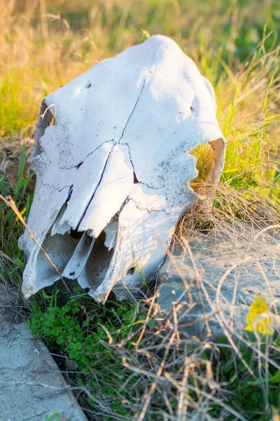 Blanqueador Cráneo Vaca Blanca Pasto — Foto de Stock
