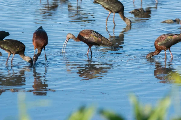 明媚阳光下湖底浅水觅食的鸟类群概览 — 图库照片