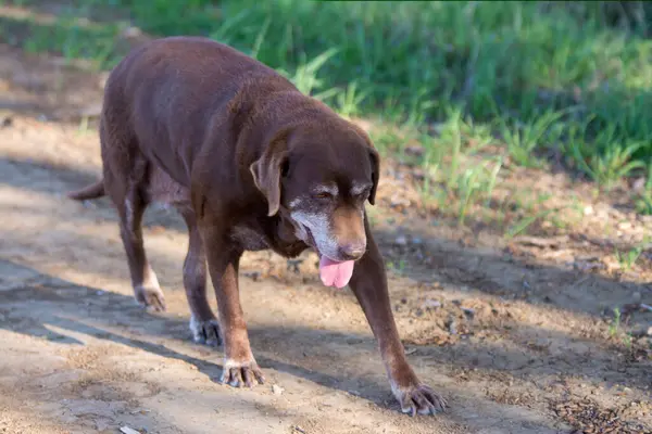 Eski çikolatalı labrador av köpeği yürüyüşü