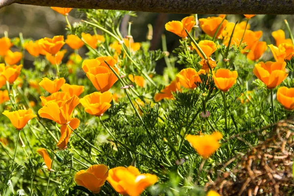 Živé Oranžové Kalifornské Mákové Květy — Stock fotografie