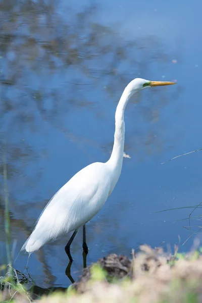 Great Egret Bird Wading Stalking Polluted Water — Stock Photo, Image