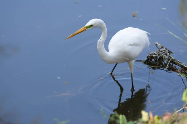 stock image Great egret bird wading and stalking in polluted water