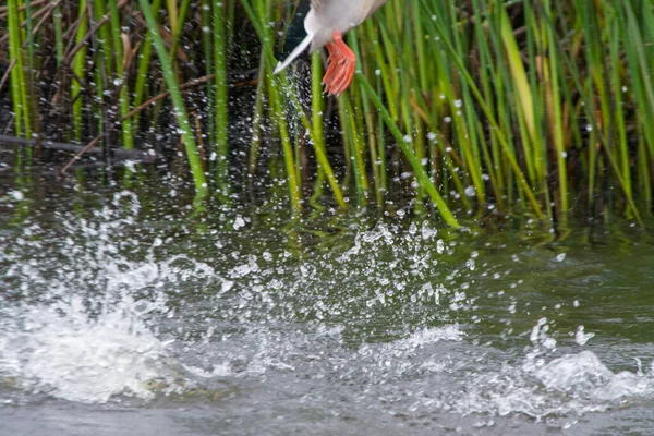 Pato Zonas Húmidas Que Voam Água Salpicante — Fotografia de Stock