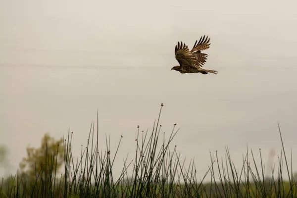 Halcón Volando Sobre Humedal Pantanoso — Foto de Stock