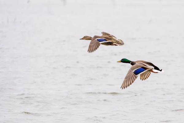 Mallard Ördeği Erkek Drake Dişi Tavuk Sulak Alanlarda Uçuyor — Stok fotoğraf