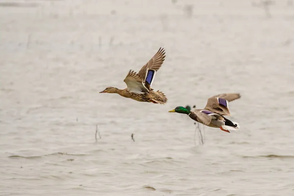 雄鸭和雌鸭在湖面上空飞行瞬间的景象 — 图库照片