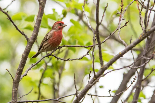 Červený Dům Pěnkava Pták Sedí Malé Větvičky — Stock fotografie