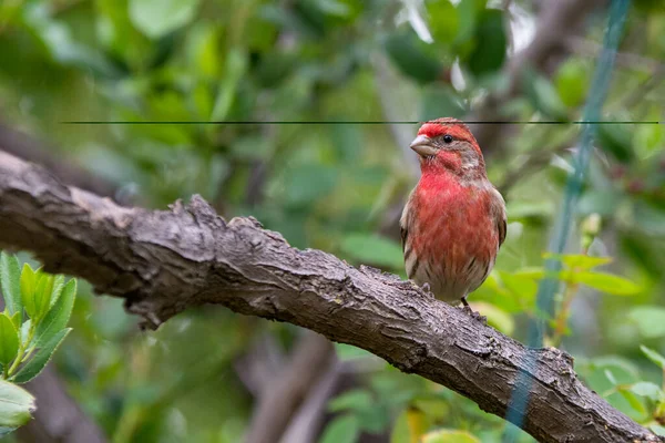Roter Hausfink Hockt Auf Kleinen Zweigen — Stockfoto