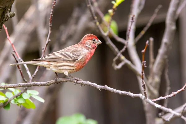 Красная Птица Вьюрок Сидящая Маленьких Ветвях — стоковое фото