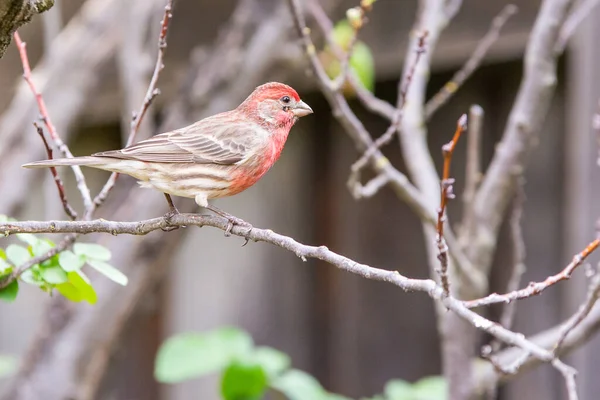 Beautiful Red House Finch Perched Small Twig — Stock Photo, Image