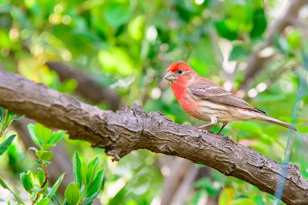 Красная Птица Вьюрок Сидящая Маленьких Ветвях — стоковое фото