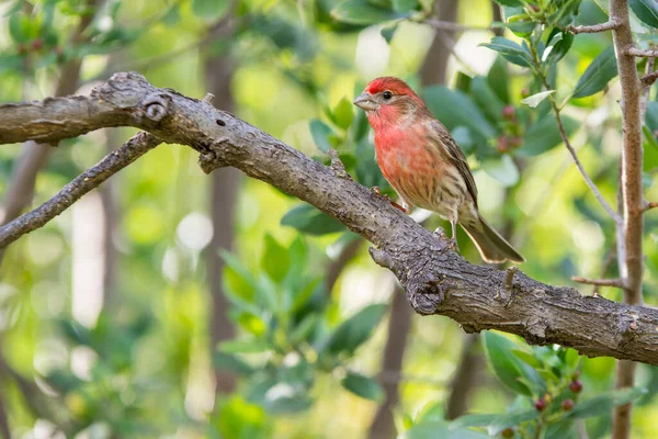 Pájaro Pinzón Casa Roja Posado Ramitas Pequeñas —  Fotos de Stock
