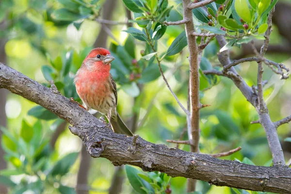 stock image Red house finch bird perched on small twigs.