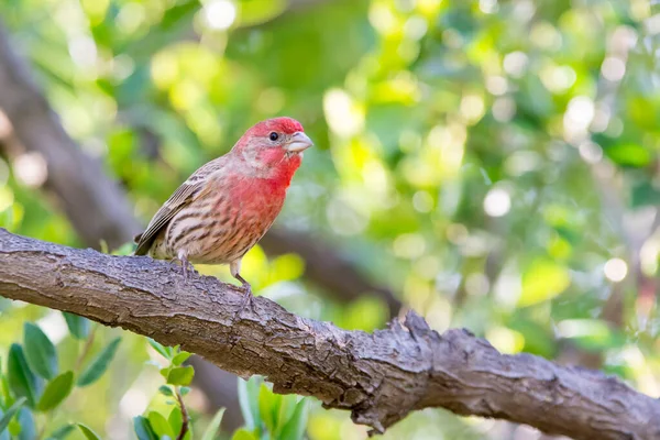 Schöner Roter Hausfink Thront Auf Einem Kleinen Zweig — Stockfoto