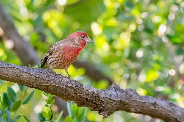 Beautiful Red House Finch Perched Small Twig — Stock Photo, Image