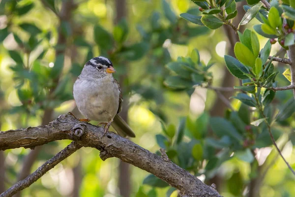 Close-up of small bird with gray feathers and colorful beak sitting on branch of tree