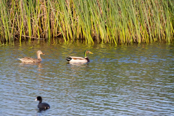 在湿地游泳的野鸭 — 图库照片