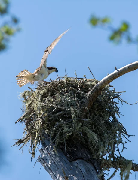 Von Unten Aufnahme Kleiner Weißer Vögel Die Über Dem Nest — Stockfoto
