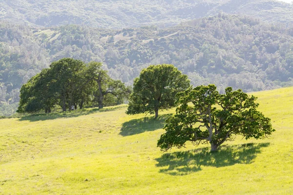Paisagem Pitoresca Grandes Árvores Verdes Crescendo Gramado Brilhante Montanha Com — Fotografia de Stock