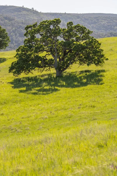 Jasnozielona Łąka Dużym Bujnym Drzewem Rosnącym Słońcu Tle Zbocza Górskiego — Zdjęcie stockowe