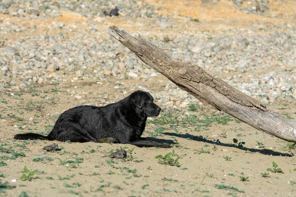 Schwarzer Labrador Hund Legt Sich Auf Gras — Stockfoto