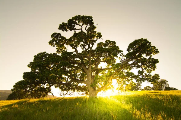 Güneş batarken meşe ağacının sakin manzarası.