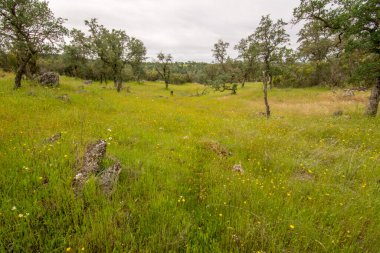 Meşe ağaçlı yeşil bir kır çiçeği çayırı.