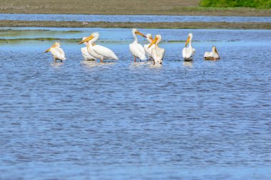 Gün ışığında sarı gagalı beyaz pelikan sürüsüyle sakin mavi su manzarası