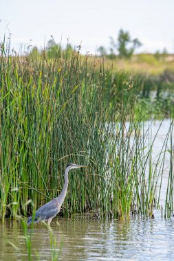 Büyük mavi balıkçıl sularda yüzüyor..