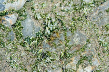 Deniz yosunu, alçak gelgitle açığa çıkan kayalarda büyüyor.