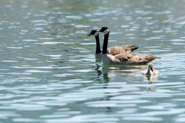 Kazlarıyla yüzen iki Kanada kazı.